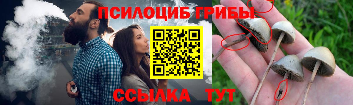 Псилоцибиновые грибы Psilocybine cubensis Якутск